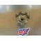 Entraineur de lanceur TGB 400/425 Blade