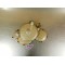 Carter embrayage GILERA 500 NORWEST
